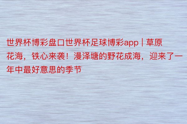 世界杯博彩盘口世界杯足球博彩app | 草原花海，铁心来袭！漫泽塘的野花成海，迎来了一年中最好意思的季节